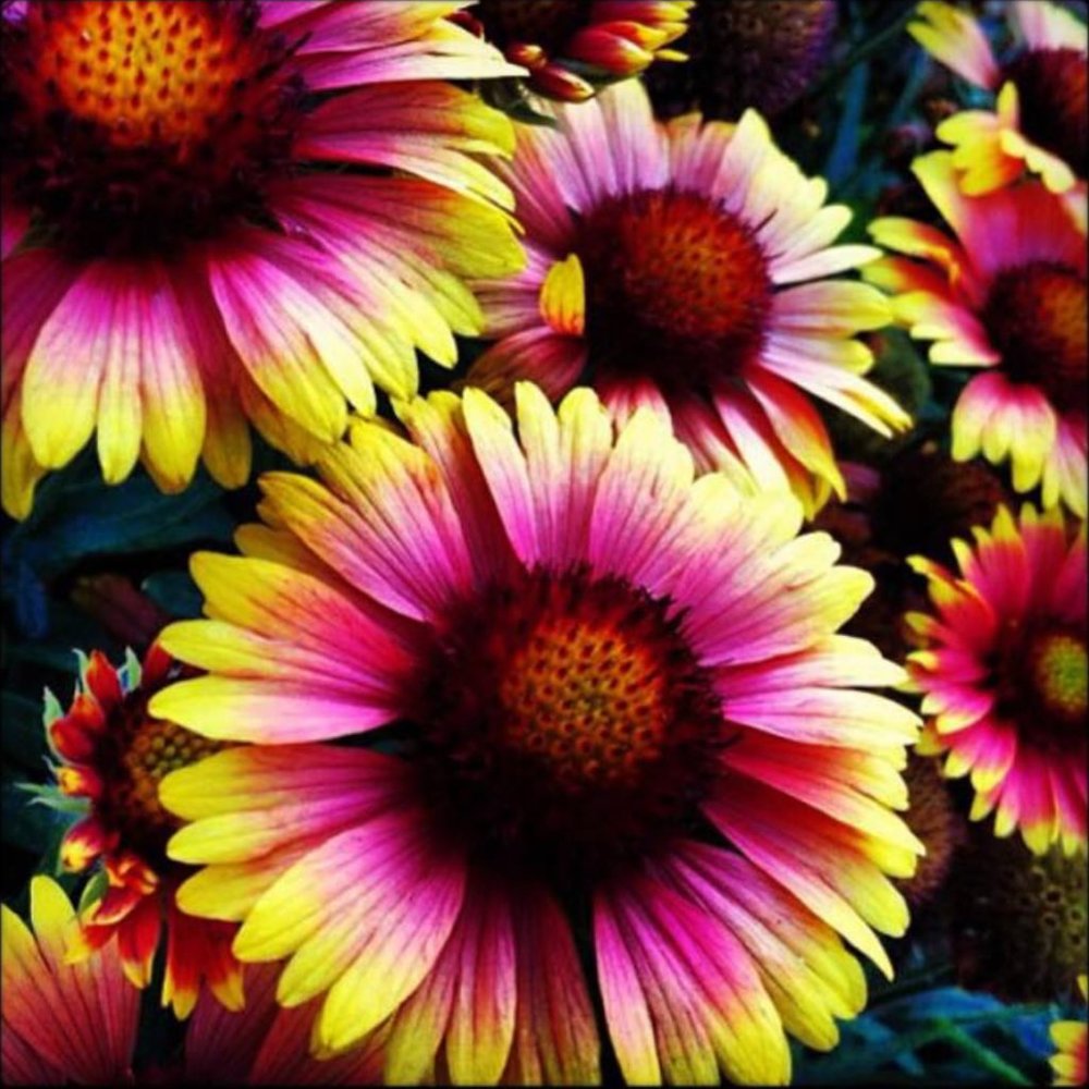 The Power of the Flower